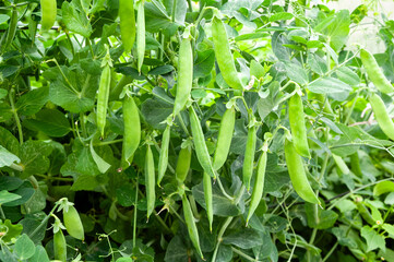Bush of sweet pea with ripe pods on vegetable garden