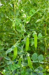 Bush of sweet pea with ripe pods on vegetable garden