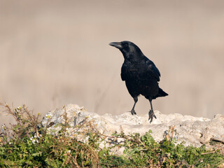 Carrion crow, Corvus corone