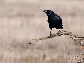 Carrion crow, Corvus corone
