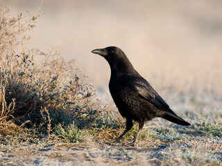 Carrion crow, Corvus corone