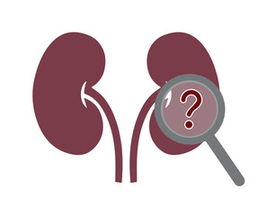 Kidney with question mark isolated on white. Kidney, magnifying glass, red question mark on it. Causes of kidney diseases. Research and diagnosis of kidney disease.