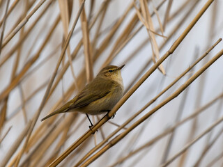 Chiffchaff, Phylloscopus collybita