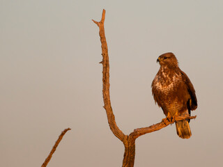 Common buzzard, Buteo buteo