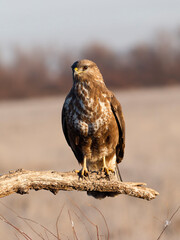 Common buzzard, Buteo buteo