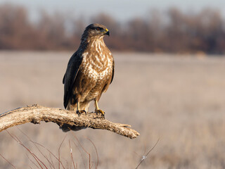 Common buzzard, Buteo buteo