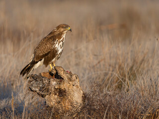 Common buzzard, Buteo buteo