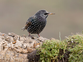 Common starling, Sturnus vulgaris