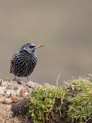 Fototapeta premium Common starling, Sturnus vulgaris