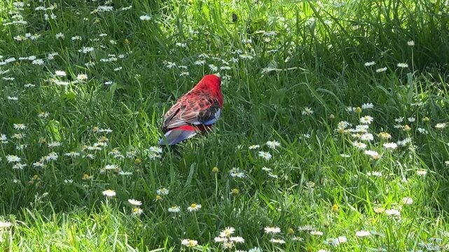 Crimson Rosella Parrot Bird in the Grass