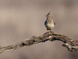 Crested lark, Galerida cristata,
