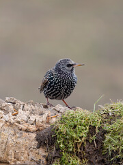 Common starling, Sturnus vulgaris