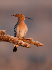 Hoopoe, Upupa epops