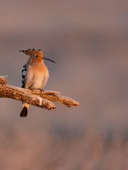 Hoopoe, Upupa epops
