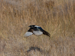 Magpie, Pica pica,
