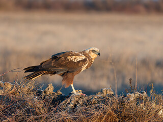 Marsh harrier, Circus aeruginosus