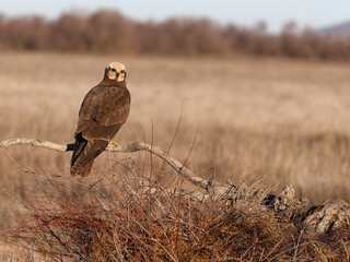 Marsh harrier, Circus aeruginosus