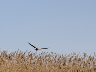 Marsh harrier, Circus aeruginosus