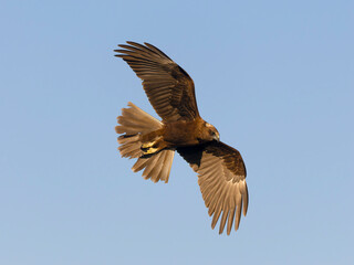 Marsh harrier, Circus aeruginosus