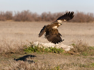 Marsh harrier, Circus aeruginosus