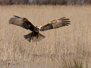 Marsh harrier, Circus aeruginosus