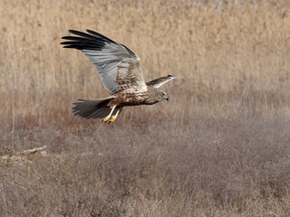 Marsh harrier, Circus aeruginosus