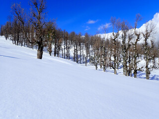 Winter snow mountain cabin panorama. Winter mountain snow forest tree. landscape mountain snow. Winter and cold Winter forest in Algeria, Jijel North Africa, snow covered trees and cold weather. Arabs
