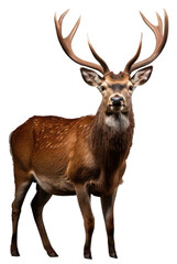 PNG Wildlife animal antler mammal.
