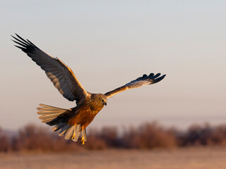 Marsh harrier, Circus aeruginosus
