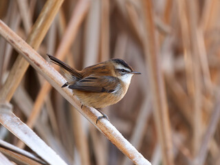 Moustached warbler, Acrocephalus melanopogon