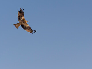 Red kite, Milvus milvus