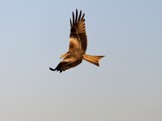Red kite, Milvus milvus