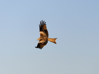 Red kite, Milvus milvus