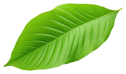 PNG Plant leaf xanthosoma annonaceae.