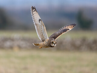 Short-eared owl, Asio flammeus