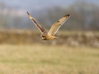 Fototapeta premium Short-eared owl, Asio flammeus