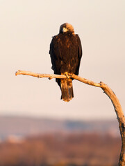 Spanish imperial eagle, Aquila adalbert