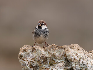 Spanish sparrow, Passer hispaniolensis