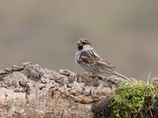 Spanish sparrow, Passer hispaniolensis