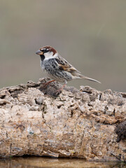 Spanish sparrow, Passer hispaniolensis