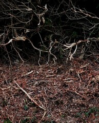 Color photo. Background of branches, roots, grass. Texture of nature. Wildlife landscape. Abstract composition. Postcard. Wallpaper. Cover.