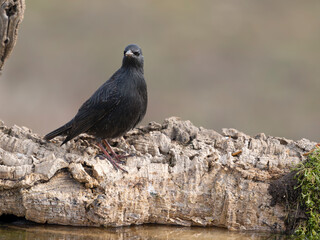 Spotless starling, Sturnus unicolor