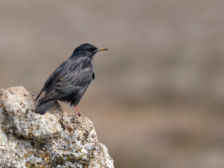 Spotless starling, Sturnus unicolor