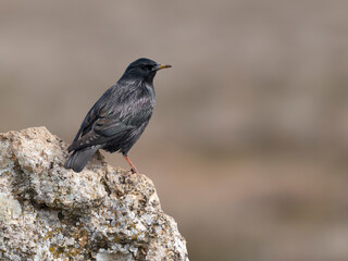 Spotless starling, Sturnus unicolor