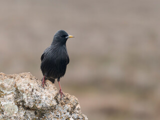 Spotless starling, Sturnus unicolor