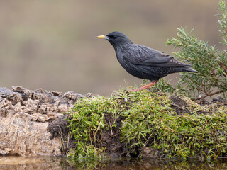 Spotless starling, Sturnus unicolor