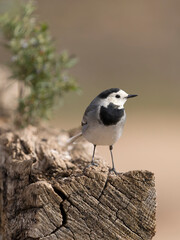 White wagtail, Motacilla alba