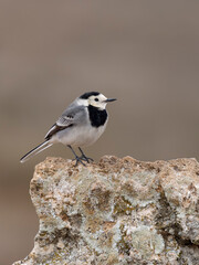 White wagtail, Motacilla alba