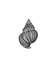 seashell outline illustration.Collection of realistic sketches various mollusk sea shells different forms. isolated white background.