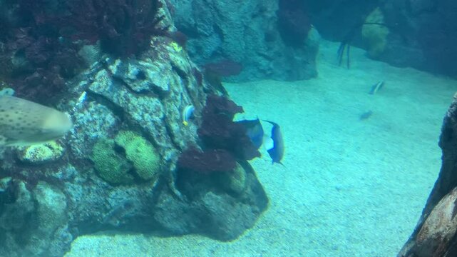 underwater scene with fish and zebra shark